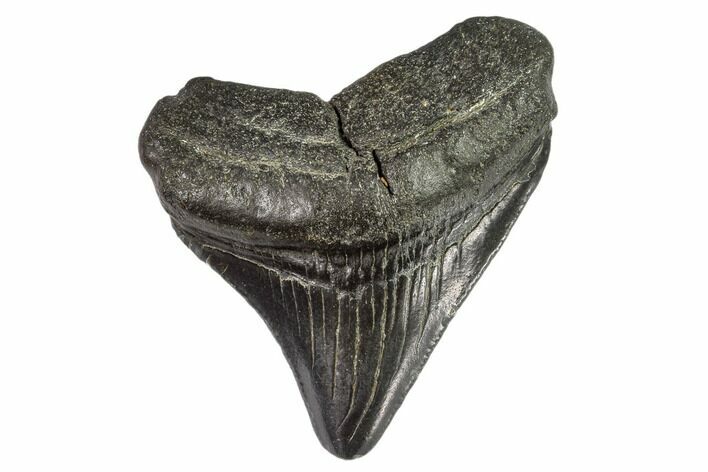 Juvenile Megalodon Tooth - Georgia #111627